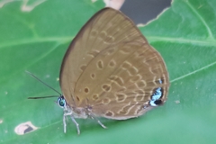 Arhopala amphimuta