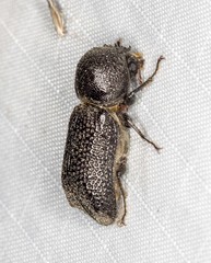 Bostrychopsis jesuita