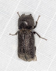 Bostrychopsis jesuita