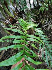 Blechnum minus