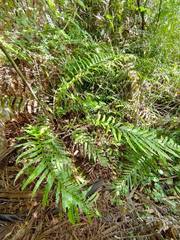 Blechnum minus