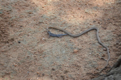 Psammophis tanganicus
