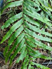 Blechnum minus