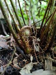 Blechnum minus
