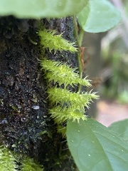 Ptychomnion aciculare