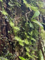 Ptychomnion aciculare