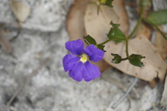 Scaevola striata