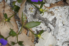 Scaevola striata