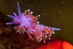 Paraflabellina funeka