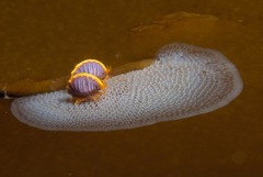 Ochlesis lenticulosus