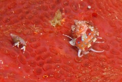 Cinysca dunkeri