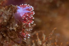 Paraflabellina funeka