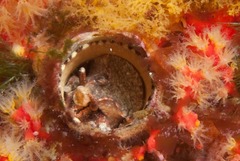 Thylacodes natalensis