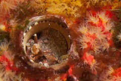 Thylacodes natalensis