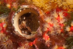 Thylacodes natalensis