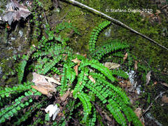 Asplenium trichomanes trichomanes