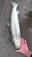 Salvelinus leucomaenis