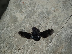 Anthrax maculatus
