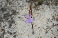 Isotoma hypocrateriformis