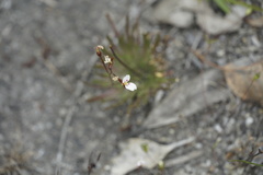 Stylidium caespitosum