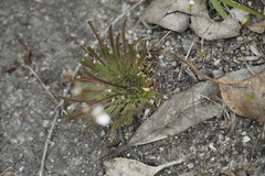 Stylidium caespitosum