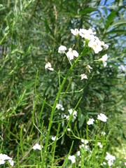 Dontostemon pinnatifidus