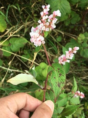 Koenigia campanulata