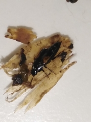 Tachinus subterraneus