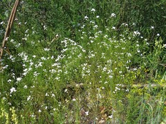 Dontostemon pinnatifidus