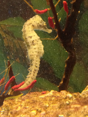 Hippocampus capensis