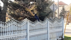 Corvus frugilegus