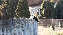 Corvus frugilegus