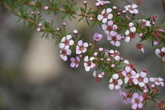 Astartea glomerulosa