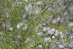 Astartea glomerulosa