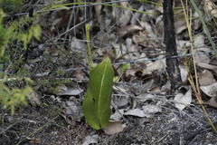 Cryptostylis ovata