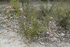 Astartea glomerulosa