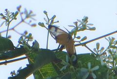 Phaegorista