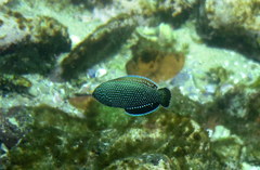 Anampses caeruleopunctatus