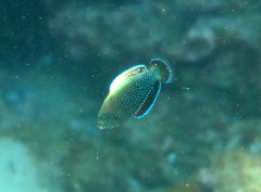 Anampses caeruleopunctatus