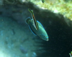 Anampses caeruleopunctatus