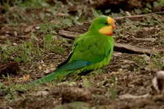 Polytelis swainsonii