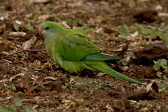 Polytelis swainsonii