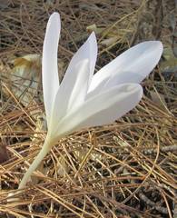 Colchicum balansae