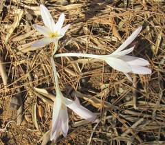Colchicum balansae