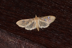 Cotachena pubescens