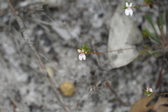 Stylidium repens