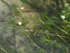 Ranunculus fluitans
