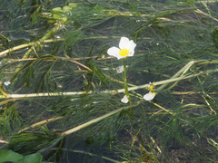 Ranunculus fluitans