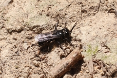 Tachysphex nigerrimus