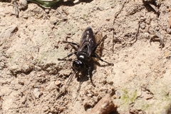 Tachysphex nigerrimus